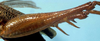 CollectionObject 1533101; 4cb20137-8573-4f3d-a3e4-964783d5e59c: male hind femur (holotype). (CollectionObject).