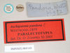 CollectionObject 1560637; NHMUK(SF IMPORT DUPLICATE) 845142', 96f9c039-1cbe-42fa-8048-a7bdb18eb280: copyright Natural History Museum, London. male of Orthomeria pandora, data labels (paralectotype). (CollectionObject).