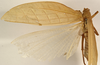 CollectionObject 1529717; 8e0a9ae7-3d51-4191-a1c1-e453c5d48bcb: female, dorsal view (holotype). (CollectionObject).