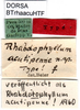 CollectionObject 1500386; 9d106984-e7f0-473a-b468-73108d4cac88, DORSA BTrhaacuHTF: labels (holotype). (CollectionObject).