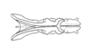 Munatia biolleyi Carl, 1916: Fig. 7M. endophallus, dorsal view. (Otu).