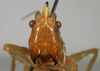 CollectionObject 1533098; 5af860b7-a751-4b62-9012-e584124bd276: male face (holotype). (CollectionObject).