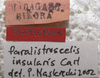 CollectionObject 1505899; 9b462d8a-16c5-4cbe-a13d-187e79986ce8: male label (syntype). (CollectionObject).;CollectionObject 1505900; d3fde0a7-2860-4258-89ba-ecf9d5b96b7f: male label (syntype). (CollectionObject).
