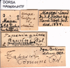CollectionObject 1507056; 819ea26c-e2be-496c-8bf2-d38347c9dd14: labels (holotype of Tapiesa brunni). (CollectionObject).