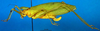 CollectionObject 1502474; e615eb80-73a9-491b-bb3a-a68bae7dd4f2: female, lateral view (syntype). (CollectionObject).