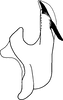 Aedeagus, lateral view on Bonaspeia wolensis Davies, 1987: Aedeagus, lateral view (holotype). (Observation).