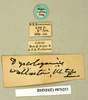 Ergaula capensis (Saussure, 1893): Copyright Natural History Museum, London. Labels from paralectotype (adult male) of synonym Dyscologamia wollastoni Kirby, 1909 in BM(NH). (Otu).
