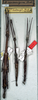 CollectionObject 1557109; NMW 11, 603cb561-4750-4c68-b8cd-364745c504e6: copyright NMW. female (lectotype), 2 male (paralectotypes). (CollectionObject).