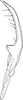 Stylus: !! display not done !! on Eurhadina (Eurhadina) pulchella (Fallén, 1806): Stylus. (Observation).