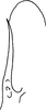 Pygofer, dorsal view: Pygofer, dorsal view. (Observation).