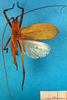 CollectionObject 1501983; 25ff719b-ef92-4180-bc68-dcb3c4536f5c: male, dorsal view (lectotype of Mastighapha crassicornis). (CollectionObject).