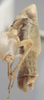 Habitus, lateral view on Athysanella (Gladionura) sagittata Ball & Beamer, 1940: Lateral. (Observation).