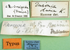 CollectionObject 1501379; 718c88cf-dbab-4e1f-b76c-354cf8e0916c: labels (holotype of Roduniella duria). (CollectionObject).