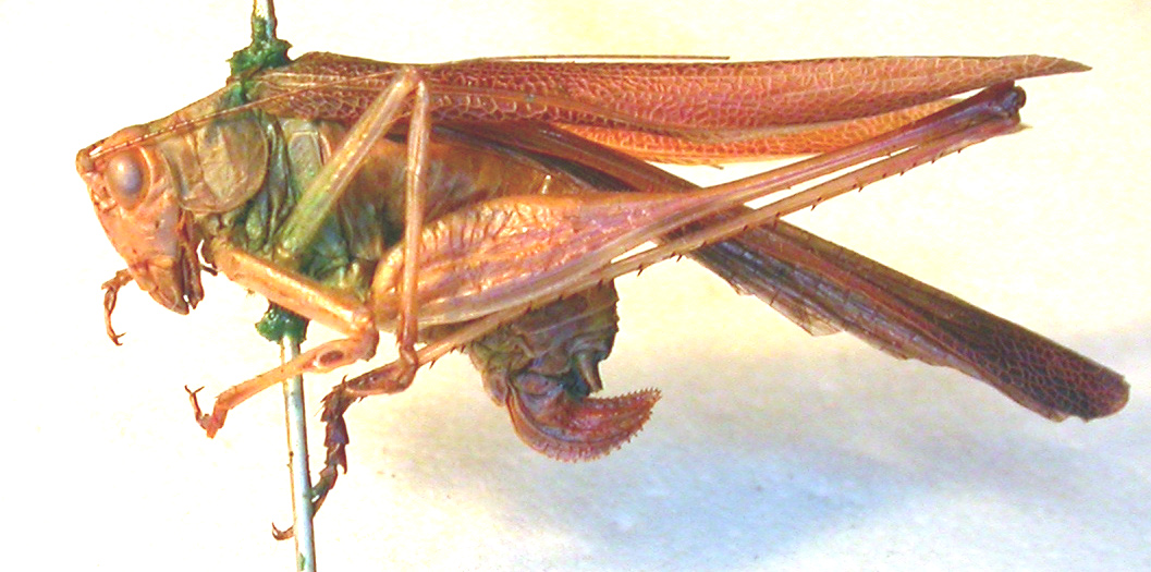 female, lateral view (syntype of Ligocatinus borellii). Depicts CollectionObject 1543673; d42779ef-6933-4264-b3ed-059d2ca30b7b, a CollectionObject.