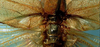 CollectionObject 1533192; 610b4905-e039-44cb-85ca-f5140b44b750: male stridulatory apparatus (holotype). (CollectionObject).