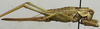 CollectionObject 1535136; b141e4c8-66fe-4a7e-bd82-0067d2df359b: female, lateral view (holotype). (CollectionObject).