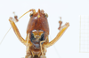 CollectionObject 1578225; ad0dcb8f-d87a-4429-870c-7cd0991b649a: male, face. (CollectionObject).