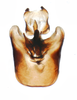Pygofer, ventral view on Elachodelphax (Aschedelphax) pediforma (Beamer, 1947): (Observation).