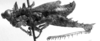 CollectionObject 1532799; cf656586-23e8-40df-aae7-e2de8026cbe7: Image Carbonell, C.S. male, lateral view (holotype). (CollectionObject).