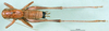 CollectionObject 1500459; ecb1d0e8-e944-4714-9099-186ef00ae4c7, DORSA BTeupcreHTM: male, dorsal view (holotype). (CollectionObject).