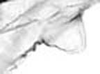 Hind wing.: !! display not done !! on alate viviparous female: Aphis (Aphis) rumicis Linnaeus, 1758: Seventh marginal tubercle of A. rumicis. (Observation).