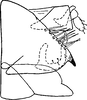 Pygofer, lateral view on Diplocolenus (Diplocolenus) ikumae (Matsumura, 1911): Pygofer, lateral view. (Observation).