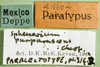 CollectionObject 1501885; 0955dc2a-b556-4682-bfd4-c94f5a133383: labels (paralectotype). (CollectionObject).