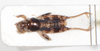 CollectionObject 1476697; a4c379a2-dec5-403b-bef7-12c3cb50fea9: male, dorsal view (holotype). (CollectionObject).