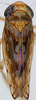Habitus, dorsal view on Discolopeus colopeus (Stiller, 2019) now Discolopeus colopeus Stiller, 2019: Habitus, female, dorsal view. (Observation).