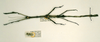 CollectionObject 1563502; 3e64dbdc-0735-46c7-a3cc-ffca50220d48: copyright RMNH, Leiden. female (paratype). (CollectionObject).;CollectionObject 1563503; 329462ca-f6ab-40e0-a797-d3e728cd1fac: copyright RMNH, Leiden. female (paratype). (CollectionObject).