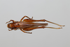 CollectionObject 2211603; 758a58a9-a385-44e2-acd9-f1baca3339fb, INPA-ORT 000170: Female, dorsal habitus. (CollectionObject).