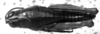 CollectionObject 1564379; 2378aa5d-1ec6-4349-8073-3894d15147ab: Image Carbonell, C.S. [mirror image?]. female, dorsal view (paralectotype). (CollectionObject).