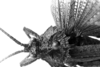 CollectionObject 1575374; 8793afd4-047f-4a3a-810d-46b661160fb1: Image Carbonell, C.S. male head and pronotum, dorsal view (Ommexecha sommeri). (CollectionObject).