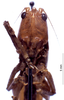 CollectionObject 1522101; c7f230c7-fd96-422f-bae9-418cdbfaf796: female, frontal view (holotype of Eppioides bicolor). (CollectionObject).