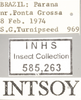 Other: Labels - Light. Labels for the lighter color variation specimen. (Observation).