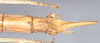 CollectionObject 1558980; 9ce04cf2-0fdf-46a7-a999-2ee5ae1f702f: copyright Natural History Museum, London. female: end of abdomen, ventral view (syntype). (CollectionObject).;CollectionObject 1558981; 1d8be626-f38d-4f0e-9cc5-abf9cf7fbfdf: copyright Natural History Museum, London. female: end of abdomen, ventral view (syntype). (CollectionObject).