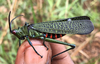 Rutidoderes squarrosus (Linnaeus, 1771): Ngameni-Tchatak's photo of Rutidoderes squarrosus (Linnaeus 1771), female, lateral view, from Bengock, Douala Cameroon; 19-VIII-2024. (Otu).