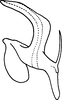 Aedeagus, lateral view: !! display not done !! on Aaka Dworakowska, 1972: Aedeagus (A. coera Dwor.), lateral view. (Observation).