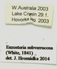 Euzosteria subverrucosa (White, 1841): (Otu).