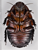 CollectionObject 1618724; e34fe478-8e9b-48ec-91d2-627221550c4e: (CollectionObject).