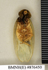 CollectionObject 1572974; c89a687d-1dc0-4e5b-9c88-3ee09ac89397: Copyright Natural History Museum, London. Non-type (adult male) in BM(NH). Ventral view. (CollectionObject).