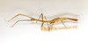 CollectionObject 1561784; bdb02133-8cfe-4bf4-aef8-fc9af04acfc1: copyright ETHZ, Zurich. female, lateral view (syntype). (CollectionObject).