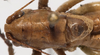CollectionObject 1527089; 6dfb297e-2f06-4791-977f-d41648a93736: male pronotum and right tegmen, dorsal view (holotype). (CollectionObject).