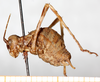 CollectionObject 1532457; 51a3be06-ecff-488c-8165-541ec8849cf7: male, lateral view (holotype). (CollectionObject).
