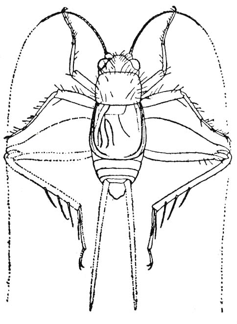 Fig. 235 a (after Hebard). male (body length 5-6 mm). Depicts Hygronemobius alleni (Morse, 1905), an Otu.