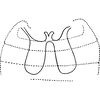 Abdomen, sternal apodemes, ventral view on Empoa (Empoides) punicea (Matsumura, 1932): Abdomen, sternal apodemes, ventral view. (Observation).
