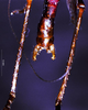 CollectionObject 1505290; b85e406d-308e-4098-8c99-608772f826aa: male cerci (holotype). (CollectionObject).