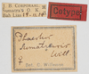 CollectionObject 1580297; 02eb1dbe-491b-464a-8792-95d40267feed: labels (paratype of Phaestus sumatrensis). (CollectionObject).