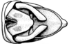Leiotettix flavipes Bruner, 1906: Fig. 27. male abdomen tip, dorsal view. (Otu).