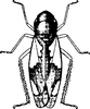 Habitus, dorsal view on Chudania yunnana Yang & Zhang, 1990: Habitus, dorsal view. (Observation).